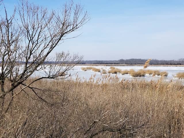 Commercial Township Wetlands Restoration Site - Image 1