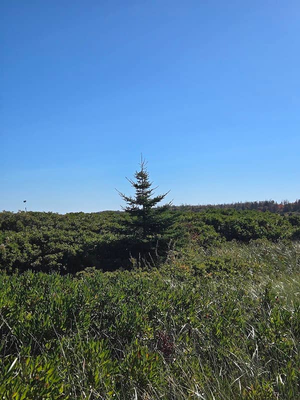 Steve's tree - Image 1