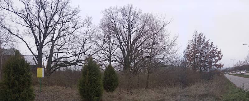 Pomnik przyrody dęby szypułkowe - Image 1