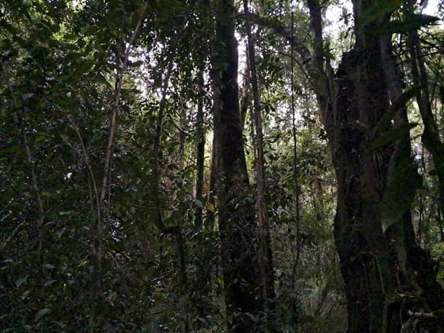 Bosque Verde - Image 1