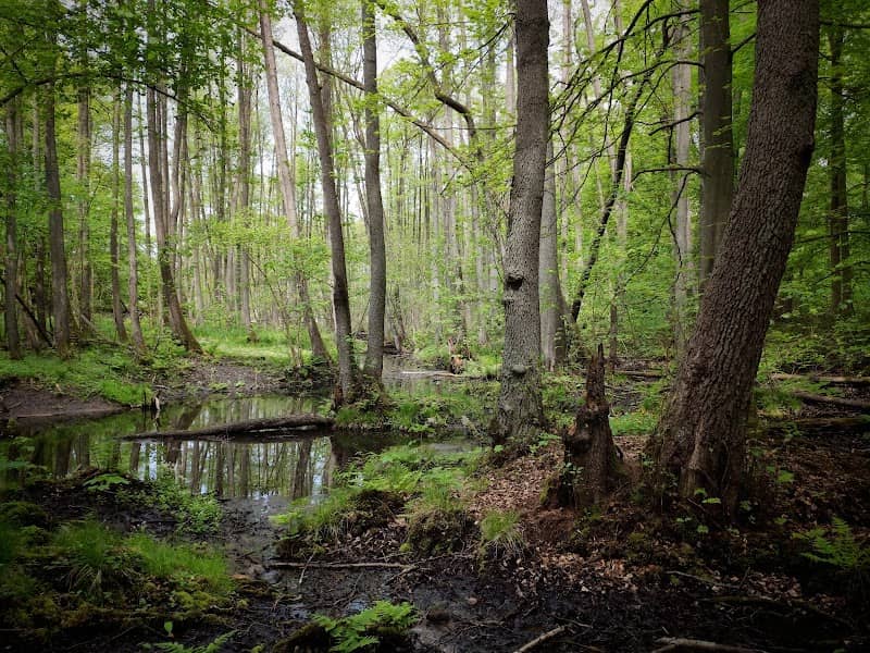 Biesenthaler Becken - Image 1