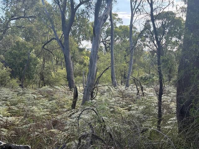 Arthur. G Robinson Bushland Reserve - Image 1
