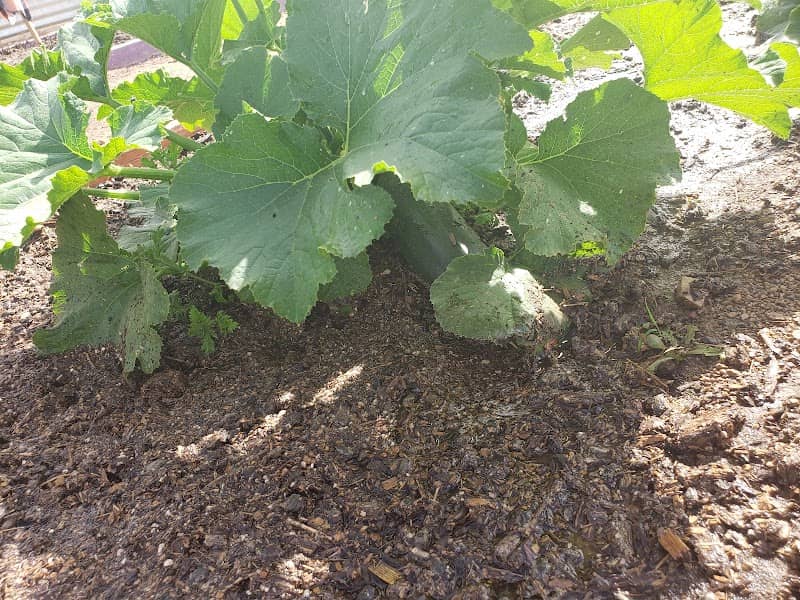 DIG it Kingman Community Garden - Image 1
