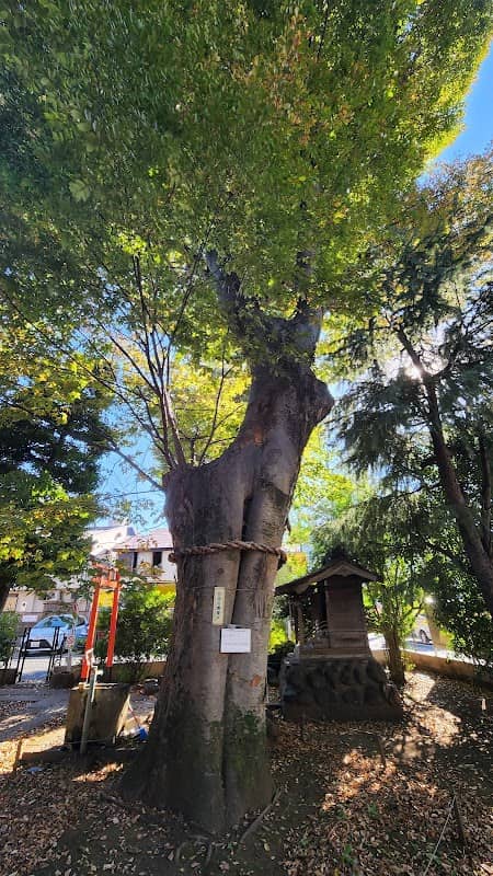Keyaki tree - Image 2