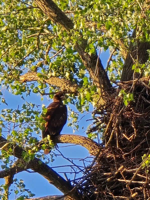 Eagle's Nest - Image 1