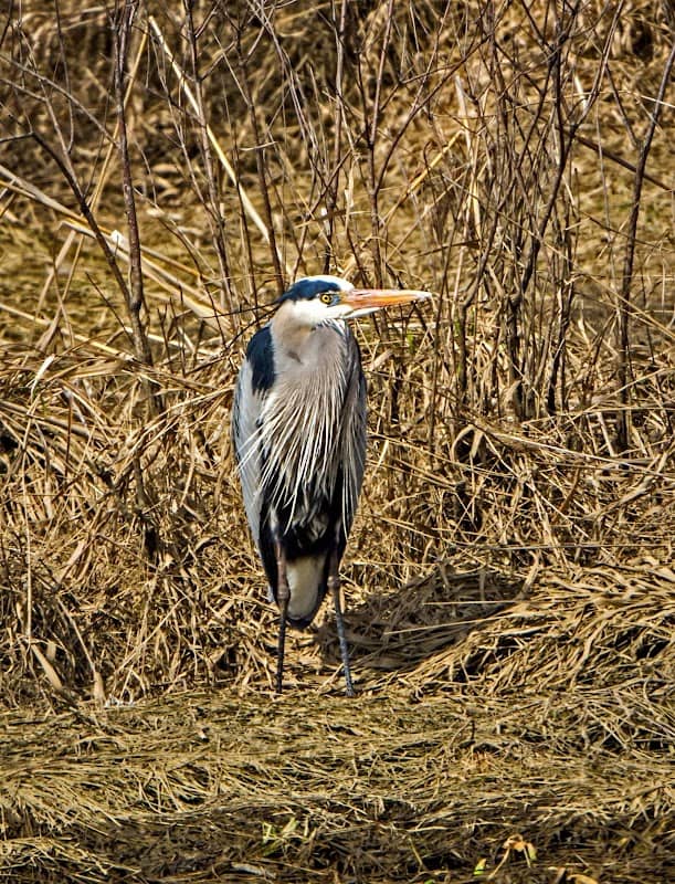 Lower Killbuck Creek Wildlife Area - Image 2