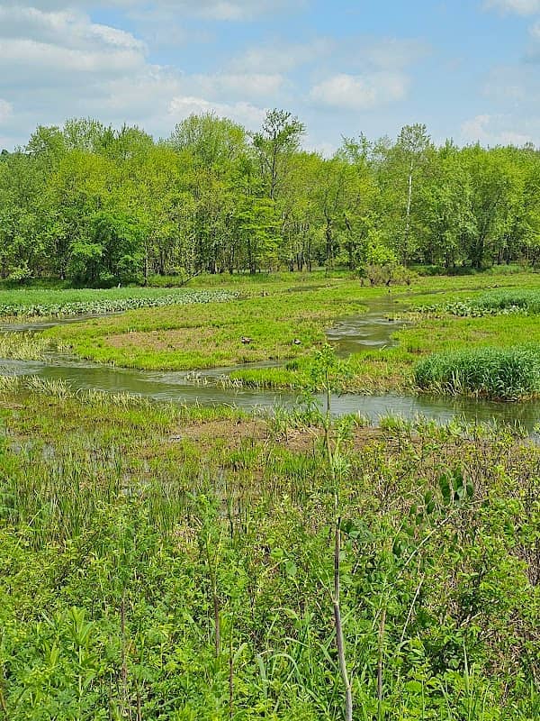 Lower Killbuck Creek Wildlife Area - Image 1