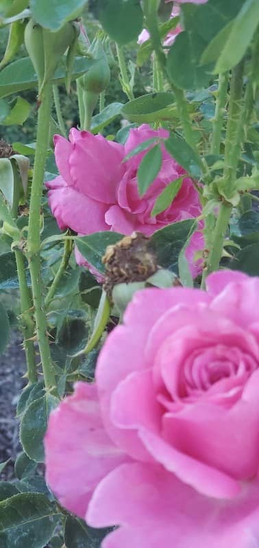Rose Garden - Image 1
