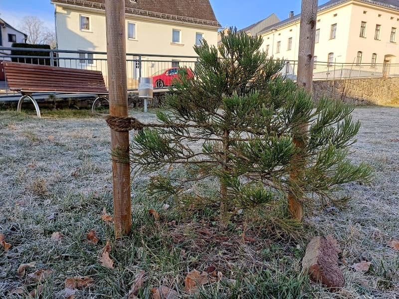 Riesenmammutbaum von Treuen - Image 1