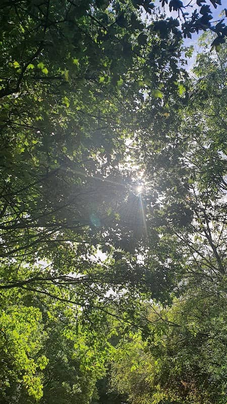 Nevendon Bushes - Image 2