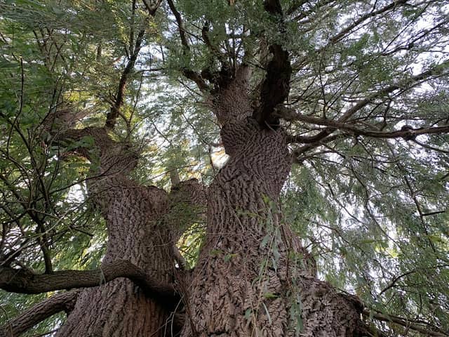 Ye Olde Willow Tree - Image 1