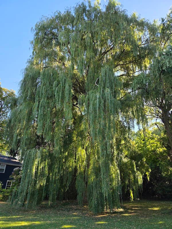 Ye Olde Willow Tree - Image 3