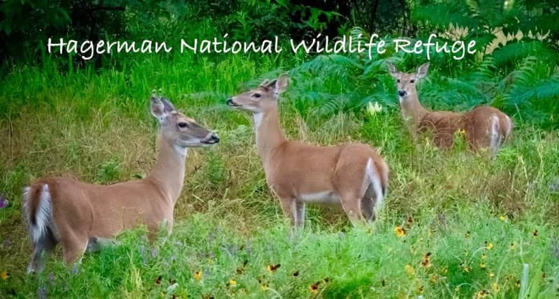 Hagerman National Wildlife Refuge - Image 1