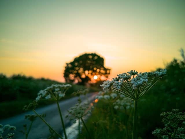 Sunrise Oak - Image 2
