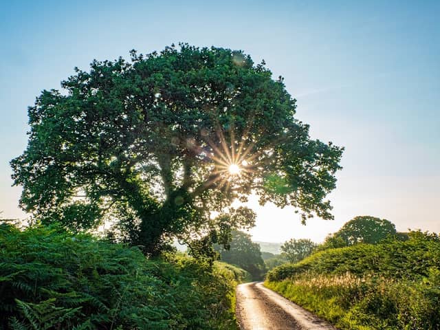 Sunrise Oak - Image 1