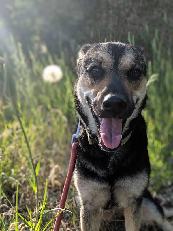 Vi Morphet Meadows Dog Park - Image 1