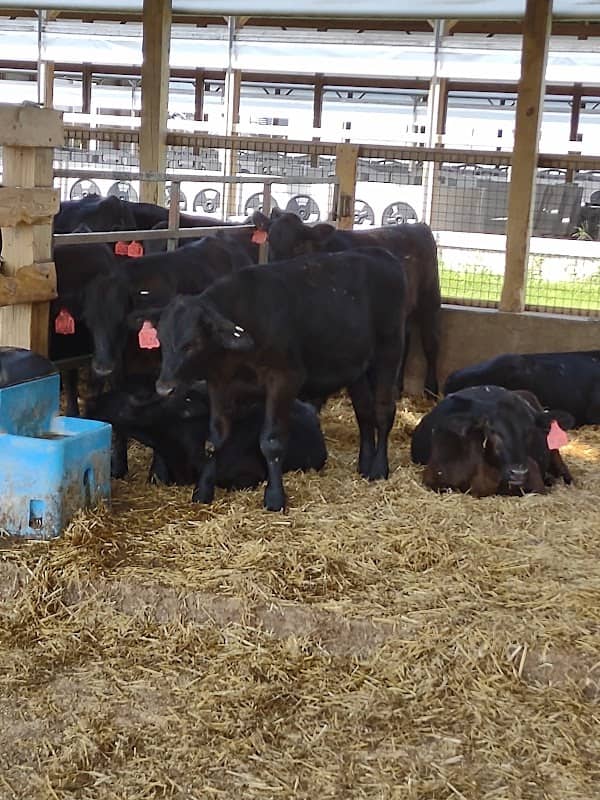 Country Dairy Farm - Image 1