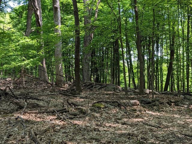 Rand Tract Park - Image 1