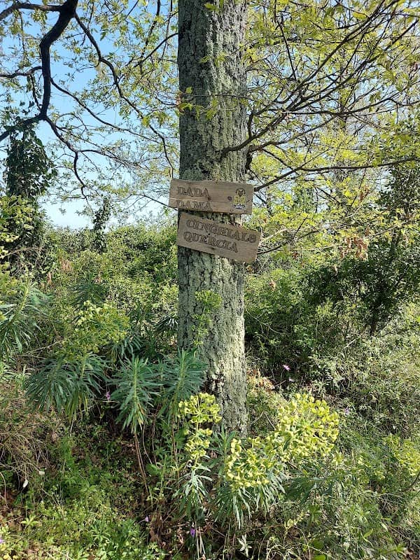 Bosco di S. Tecla - Image 1