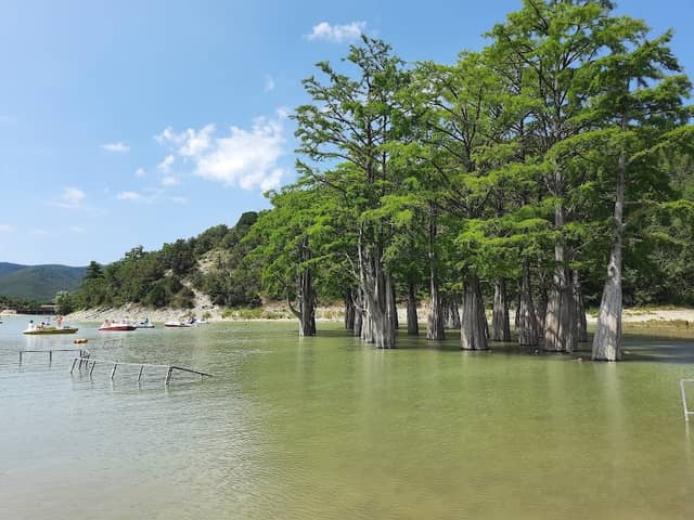 Cupressus Lake - Image 1