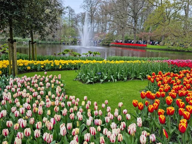 Keukenhof Forest - Image 2