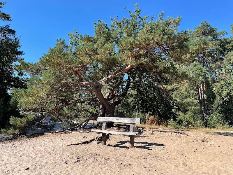 Okkersbos - Forest - Image 1
