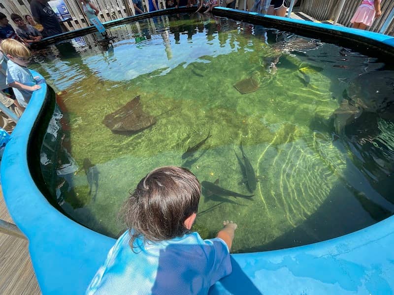 Alabama Aquarium at the Dauphin Island Sea Lab - Image 1