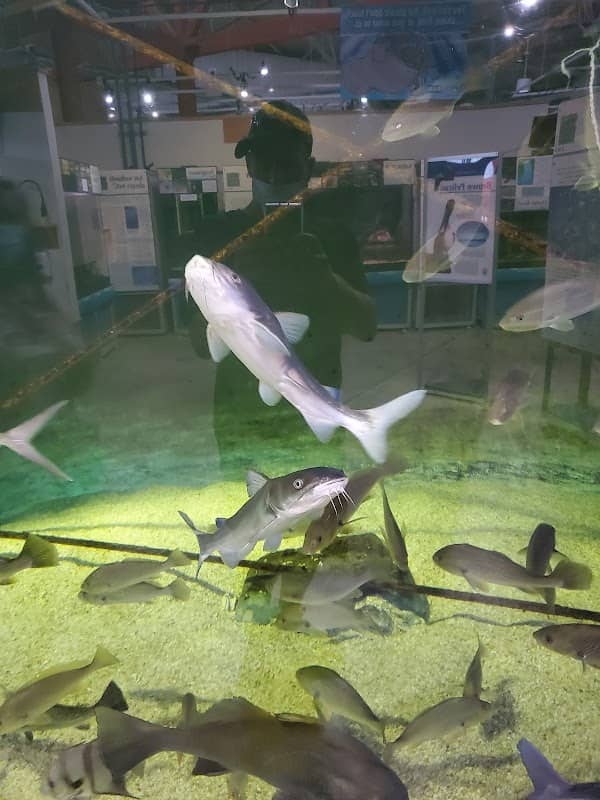 Alabama Aquarium at the Dauphin Island Sea Lab - Image 2