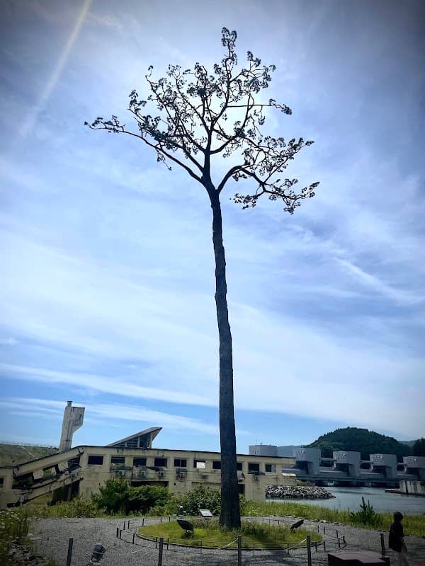 Miracle Lone Pine - Image 1