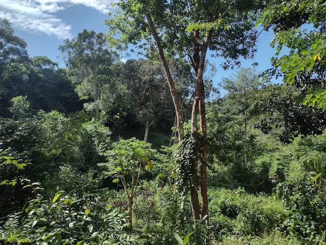 Parque Ecologico Zen - Image 1