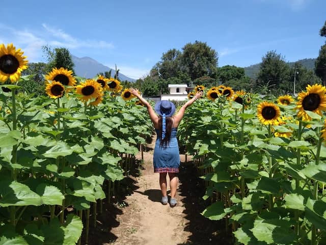 Girasoles de Antigua - Image 1