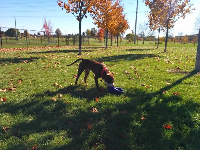 Maxwell Park Dog Park - Image 2
