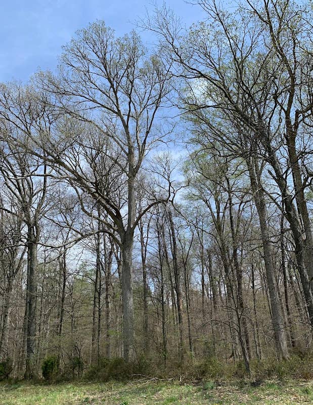 Tribbett's Woods Nature Preserve - Image 2