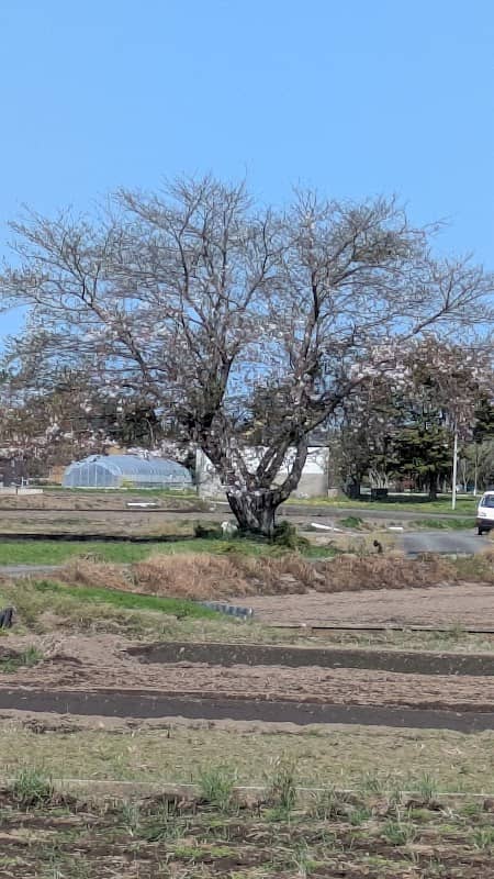 一本桜 - Image 1