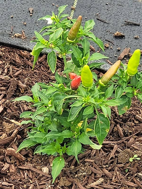 Covington Community Garden - Image 1