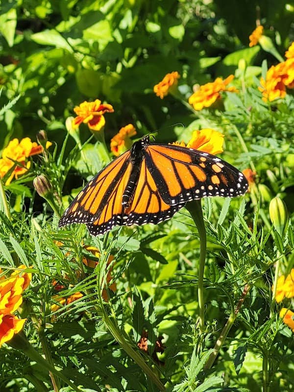 Covington Community Garden - Image 3