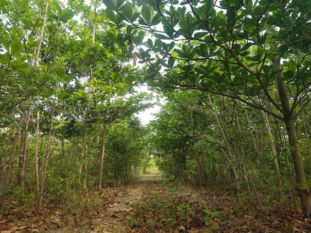 Valar ilam park,Miyawakki Forest,Kovai Kulangal Padhukappu Amaippu,Kattampatti - Image 1