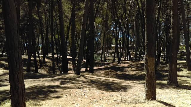 Parque Dyr - Image 2