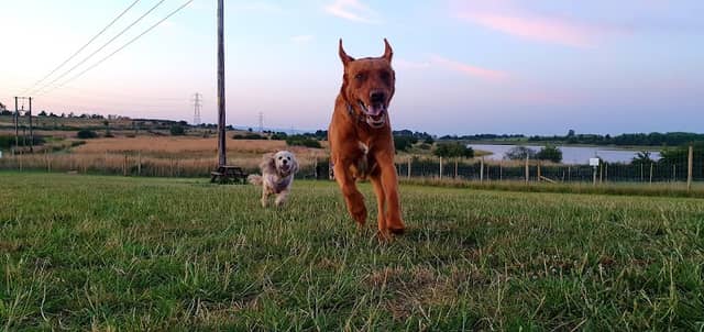 Off The Lead Dog Park - Image 1