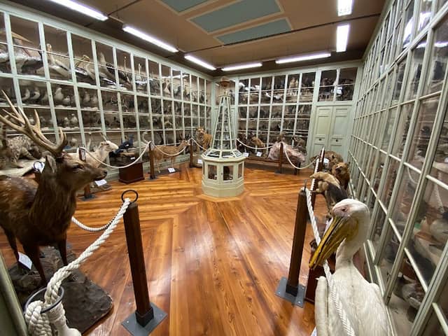 Museo Civico Craveri di Storia Naturale - Image 1
