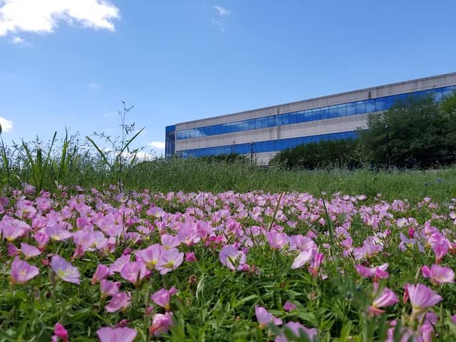 Dell Workplace Garden - Image 2