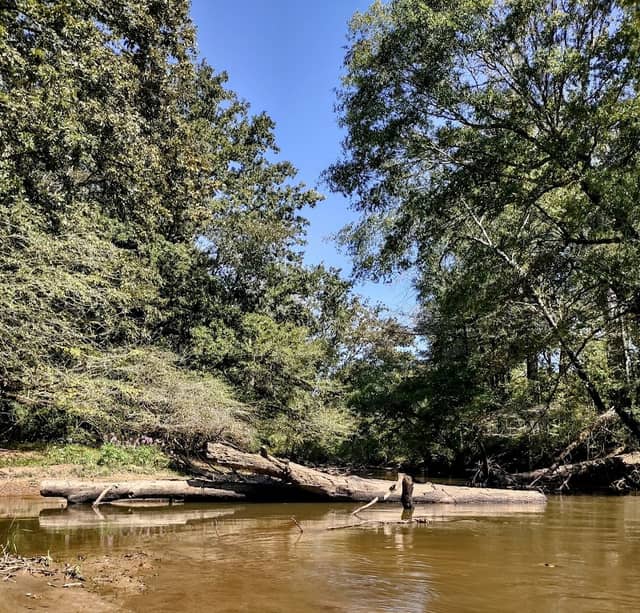 Sipsey River Swamp-North Forever Wild Tract - Image 2