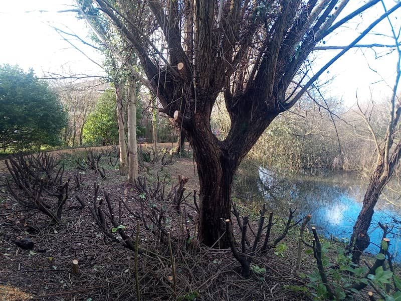 Blackbrook open space - Image 1