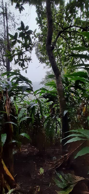 Cardamom Plantations - Image 1