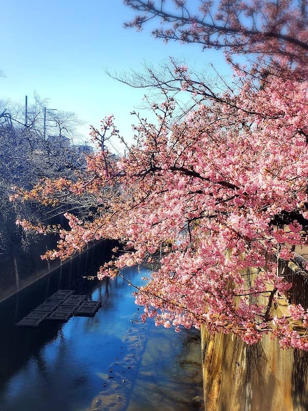中板橋の河津桜 - Image 3