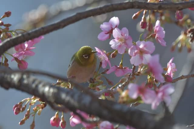 中板橋の河津桜 - Image 1