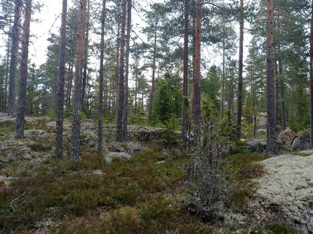 Kettusuonkallio - Image 1