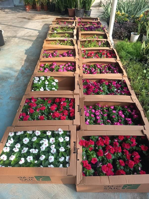 AKLIL NURSERY - Image 2