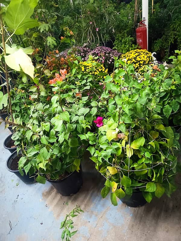 AKLIL NURSERY - Image 1