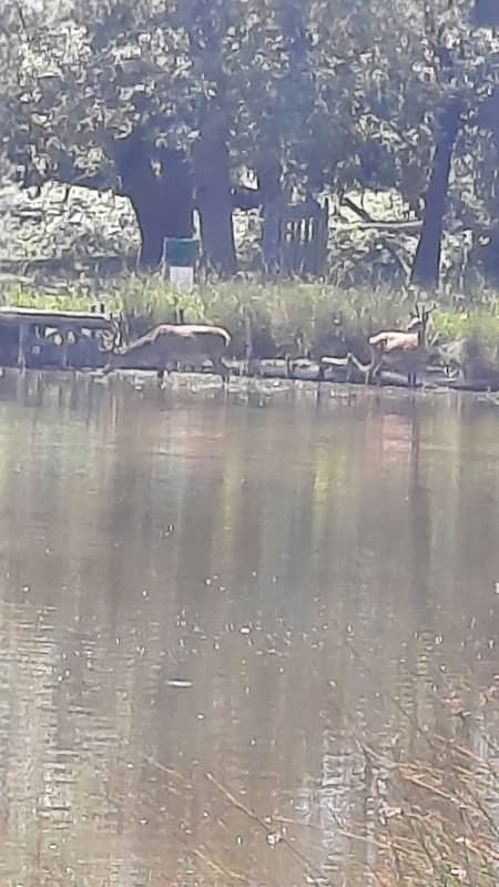 Normanby Pond - Image 1
